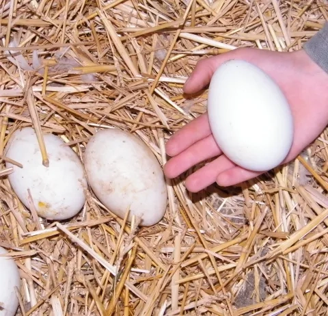 Des œufs sur de la paille dont un sur une main d'enfant