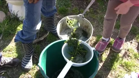Un enfant prend du purin d'ortie avec une louche pour le déposer dans une passoire poser sur un seau