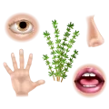 Illustration de brins de thym entourés de 4 sens : œil pour la vue, nez pour l'odorat, main pour le toucher et bouche ouverte pour le goût