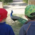 Deux enfants regardent un paon en liberté