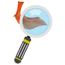 Ilustration d'une loupe orientée sur une patte d'oie